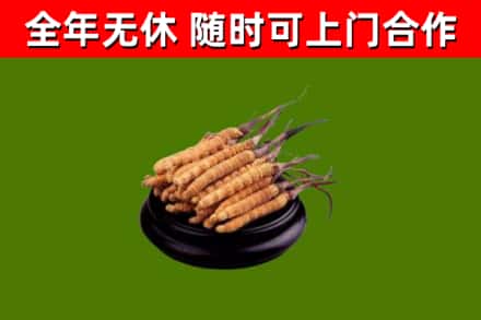 中宁县回收冬虫夏草