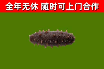 中宁县回收海参干